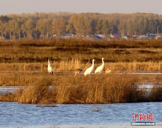 �ؚw�QȺ�ġ�С��(����)�����˰��QȺ�w�����r �z